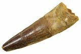 Fossil Spinosaurus Tooth - Real Dinosaur Tooth #349751-1